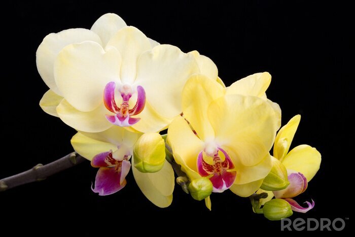 Fototapete Gelbe Orchidee auf schwarzem Hintergrund
