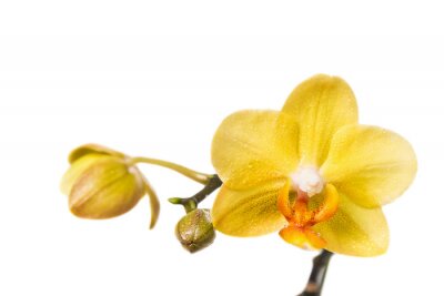 Fototapete Gelbe Orchideen mit Knospen
