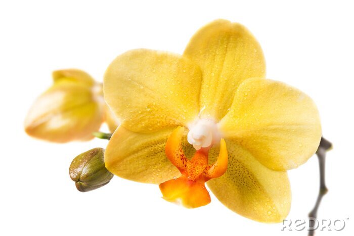 Fototapete Gelbe Orchideenköpfe