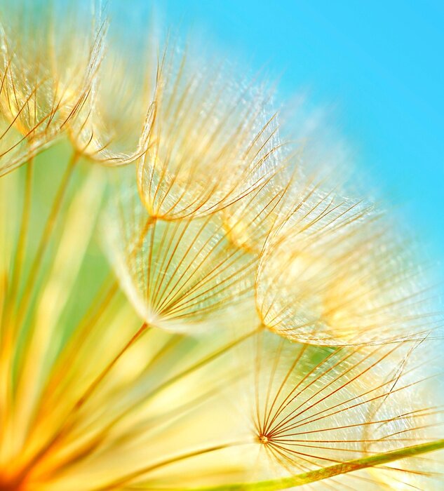 Fototapete Gelbe Pusteblume und Himmelblau