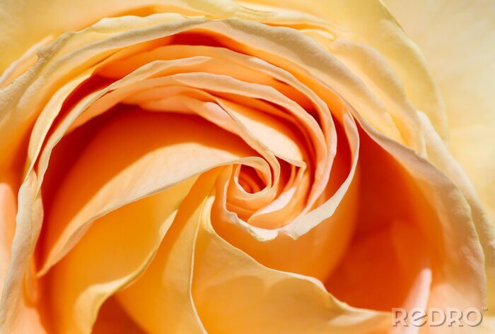 Fototapete Gelbe Rose in der Sonne