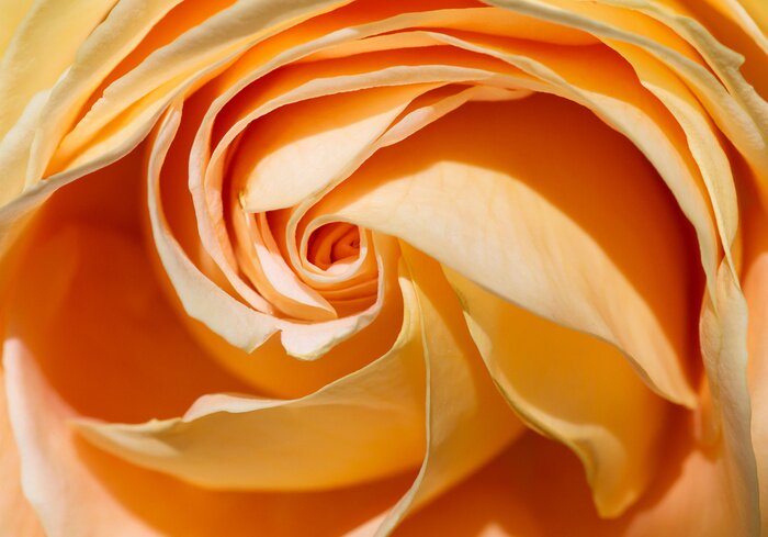 Fototapete Gelbe Rose in Makro-Version