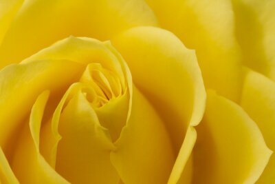 Fototapete Gelbe Rose in Nahaufnahme