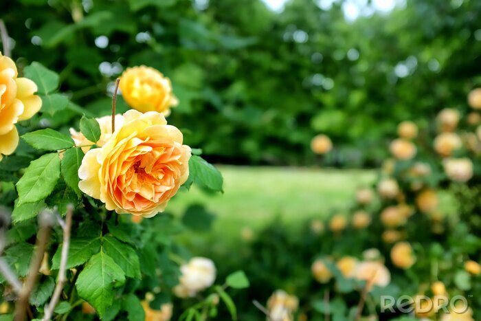 Fototapete Gelbe Rosen und grüne Sträucher