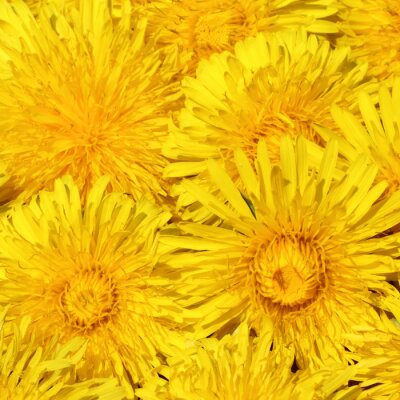 Fototapete Gelbe Sonnenblumen