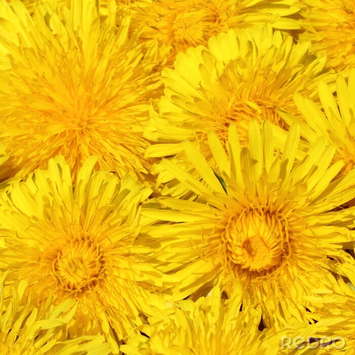 Fototapete Gelbe Sonnenblumen