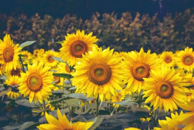 Fototapete Gelbe Sonnenblumen auf dunklem Hintergrund