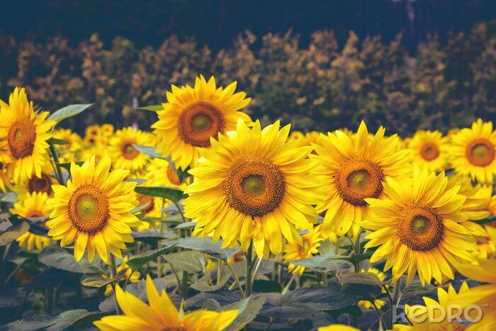 Fototapete Gelbe Sonnenblumen auf dunklem Hintergrund