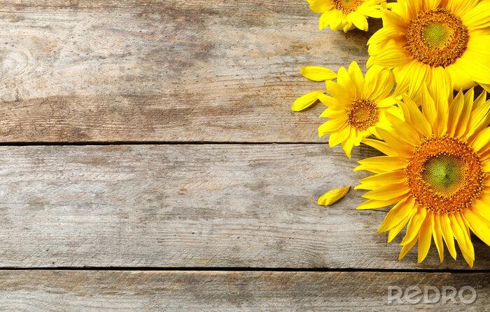 Fototapete Gelbe Sonnenblumen auf Holz