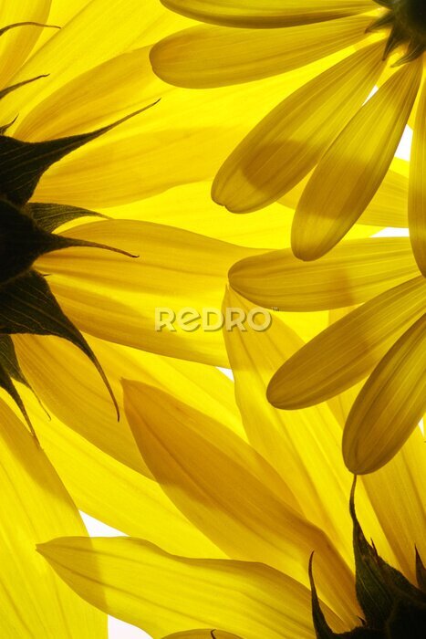 Fototapete Gelbe Sonnenblumenblätter