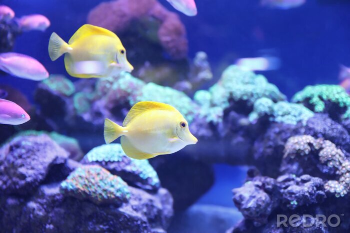 Fototapete Gelbe tropische Fische