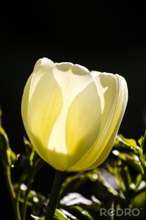 Fototapete Gelbe Tulpe auf schwarzem Hintergrund
