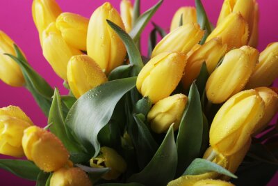 Gelbe Tulpen auf einem rosa Hintergrund