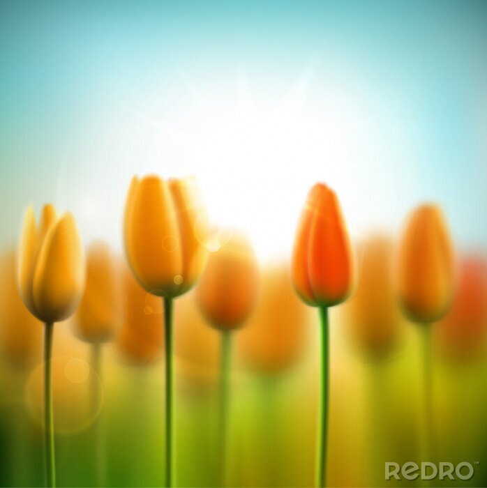 Fototapete Gelbe Tulpen mit Himmel im Hintergrund