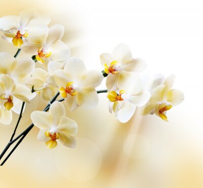 Fototapete Gelbe Zweige von Orchideen auf cremefarbenem Hintergrund