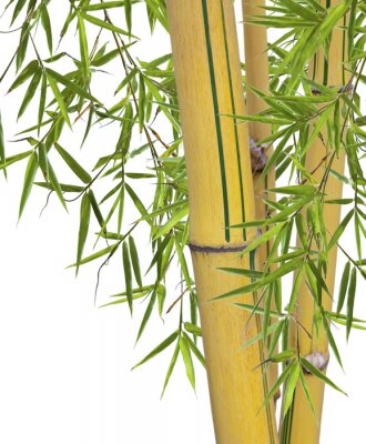 Fototapete Gelber Bambus mit grünen Blättern