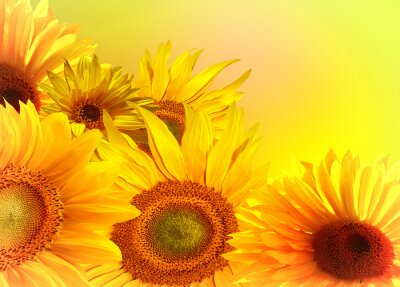 Fototapete Gelber Hintergrund mit Sonnenblumen