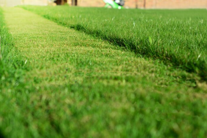 Fototapete Gemähtes Gras