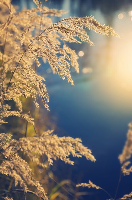 Fototapete Geneigte trockene Gräser