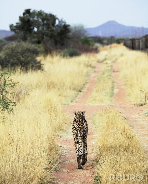 Fototapete Gepard beim Spaziergang durch Savanne