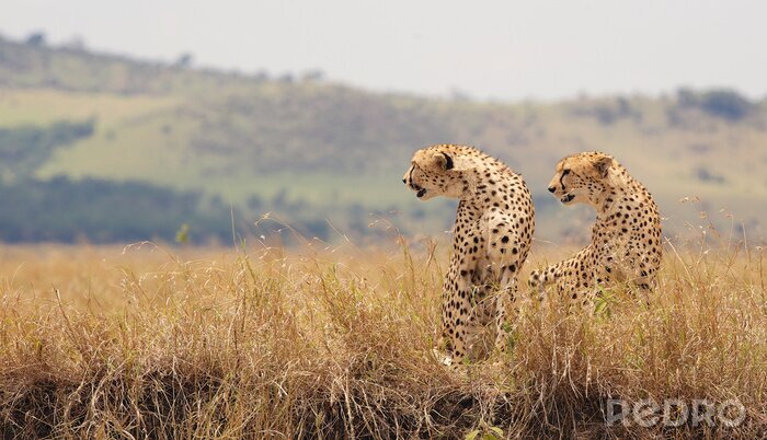 Fototapete Geparden in Afrika