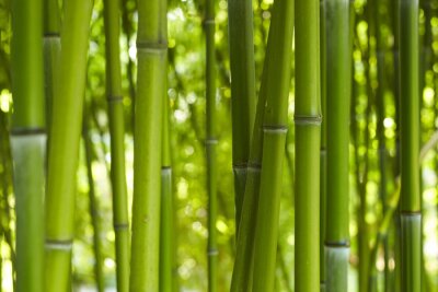 Gerade Bambusstängel