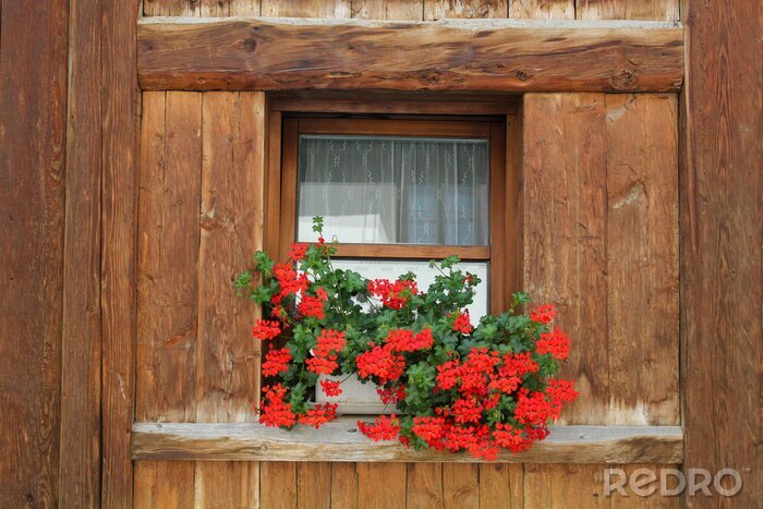Fototapete Geranien auf fensterbank