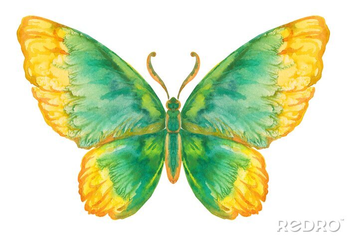 Fototapete gesättigtes Muster Schmetterling