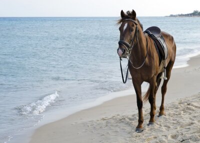 Fototapete Gesatteltes pferd am strand