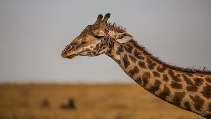 Fototapete gescheckte Giraffe am Himmel