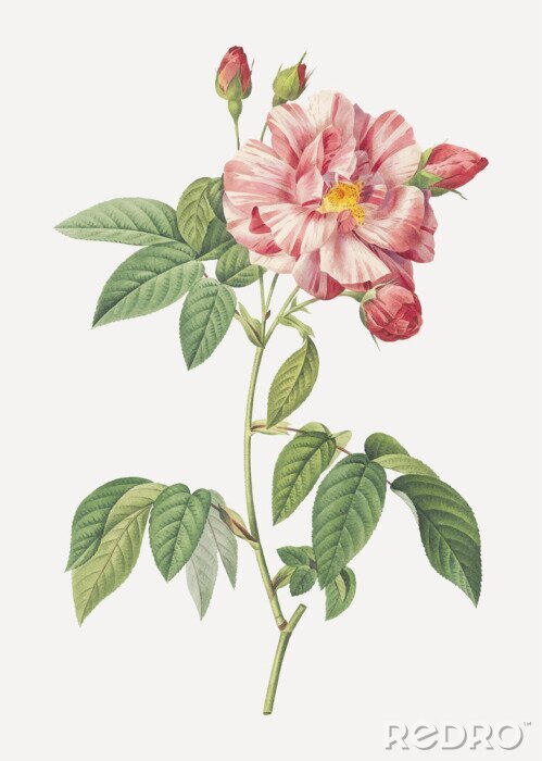 Fototapete Geschlossene Rosen vor der Blüte