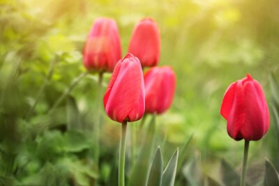 Fototapete Geschlossene rote Tulpen