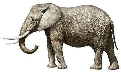 Fototapete Gestalt eines afrikanischen Elefanten