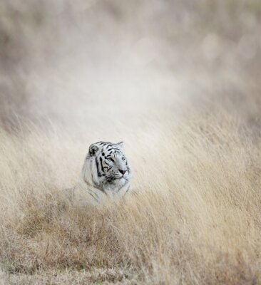 Fototapete Gestalt eines tigers im gras