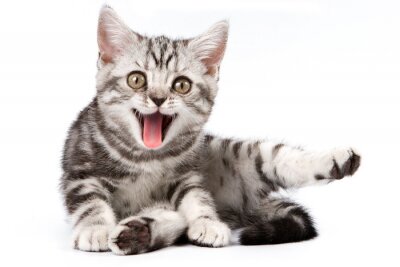 Fototapete gestreifte Katze auf grauem Hintergrund