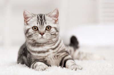 Fototapete Gestreifte Katze auf Teppich