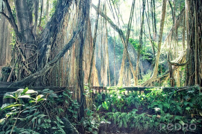 Fototapete Gestrüpp im geheimnisvollen Dschungel