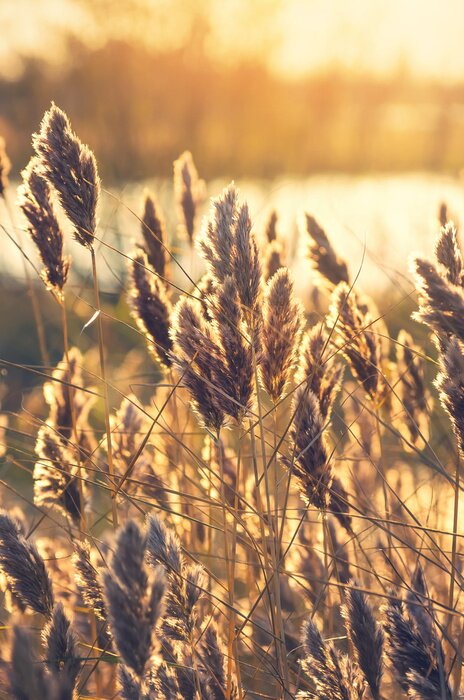 Fototapete Getreide am frühen Morgen