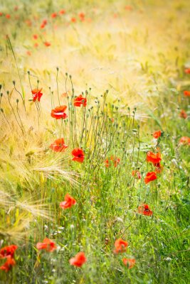 Fototapete Getreide und Feldmohn