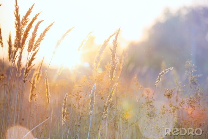 Fototapete Getreide und Gräser im goldenen Morgenlicht