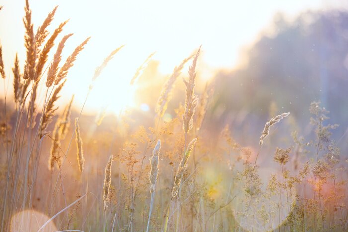 Fototapete Getreide und Gräser im goldenen Morgenlicht