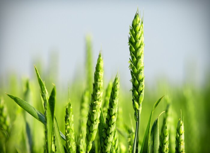 Fototapete Getreide unter Natur