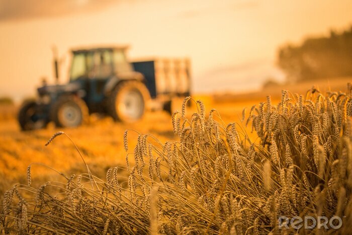 Fototapete Getreide vor dem Hintergrund des Traktors