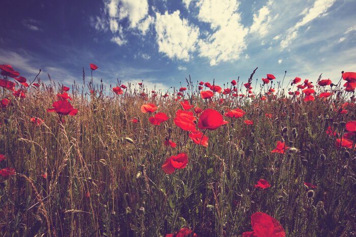 Fototapete Getreidefeld mit Mohnblumen