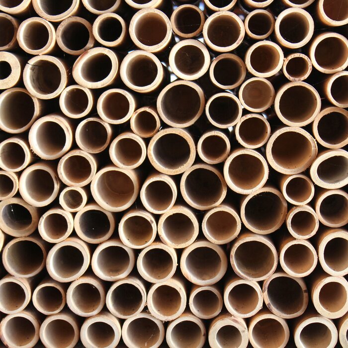 Fototapete Getrocknete Bambussprossen