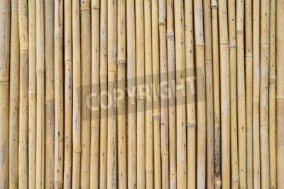 Fototapete Getrockneter Bambus