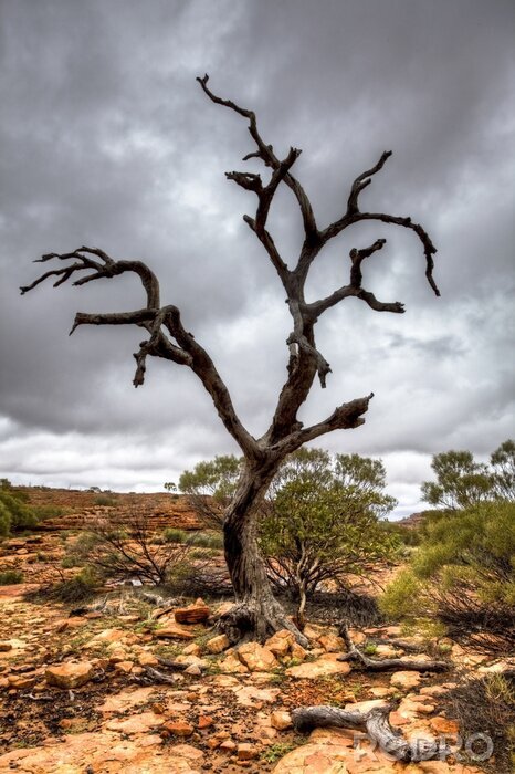 Fototapete Getrockneter Baum