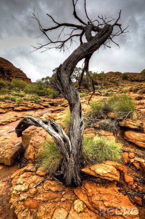 Fototapete Getrockneter Baum auf Felsen