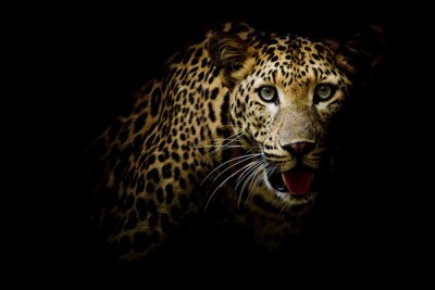 Fototapete Getüpfelter Leopard auf dunklem Hintergrund