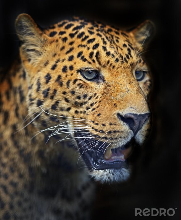 Fototapete Getüpfelter Leopard aus nächster Nähe